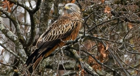 Comptage simultané européen des dortoirs hivernaux de milans royaux (21, 58, 71, 89)